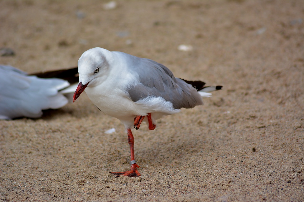 Marlow Bird Park