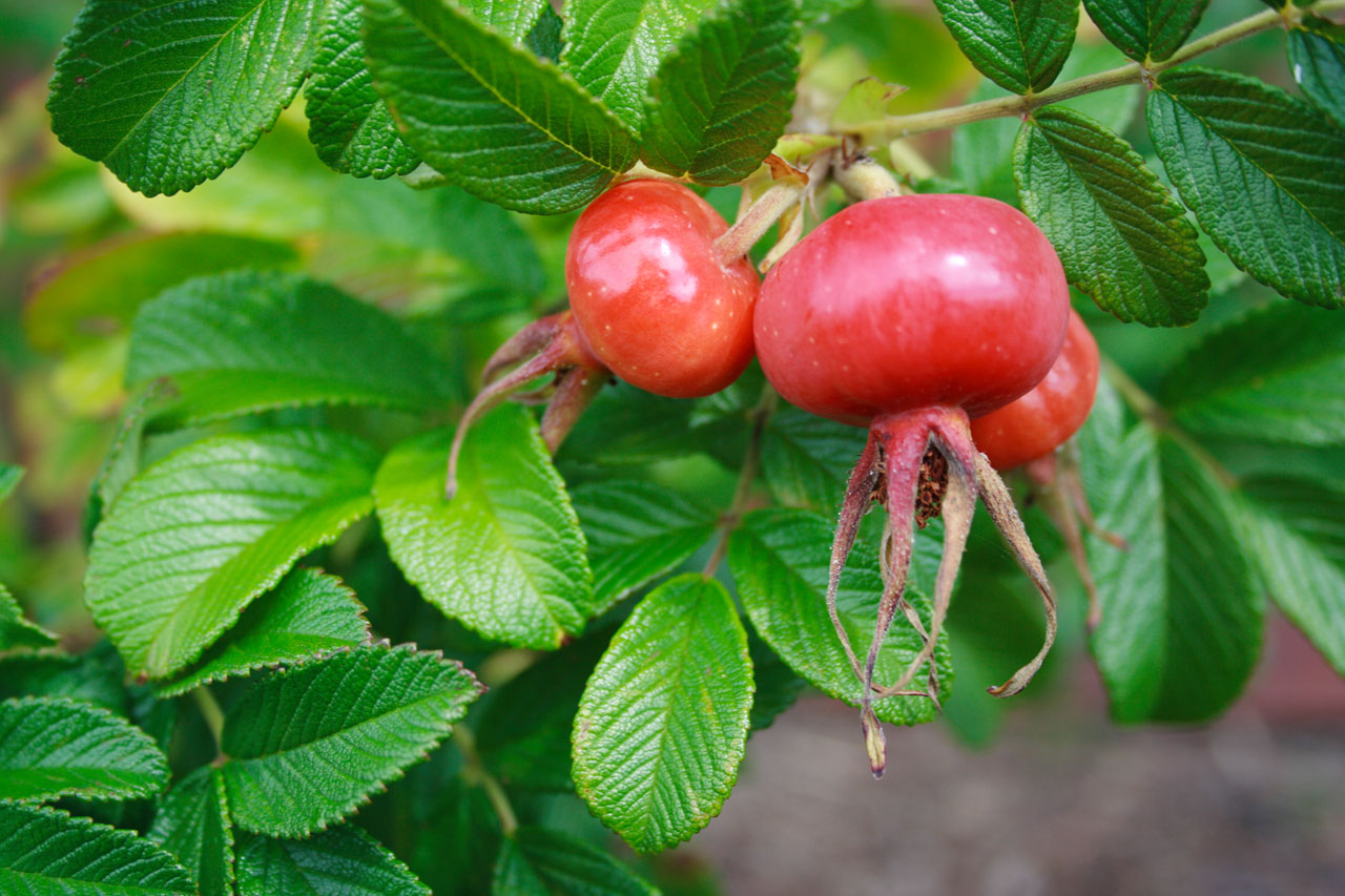 Rosa rugosa ягода