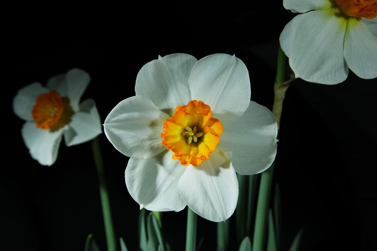 Нарциссы голландские белый одного цветка фото