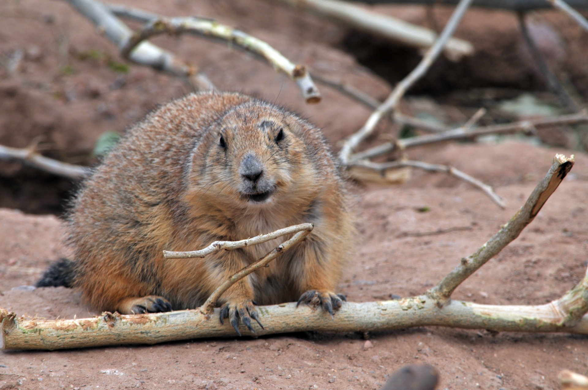 Woodchuck. Лесной сурок. Woodchuck Chuck Wood. Сурок на дереве.