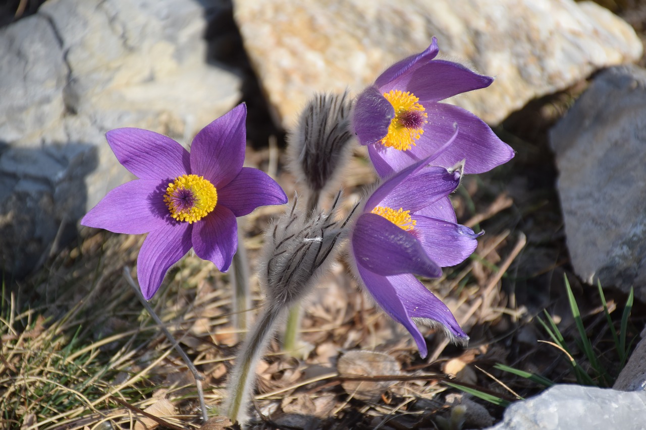 Anemone Pulsatilla цветок