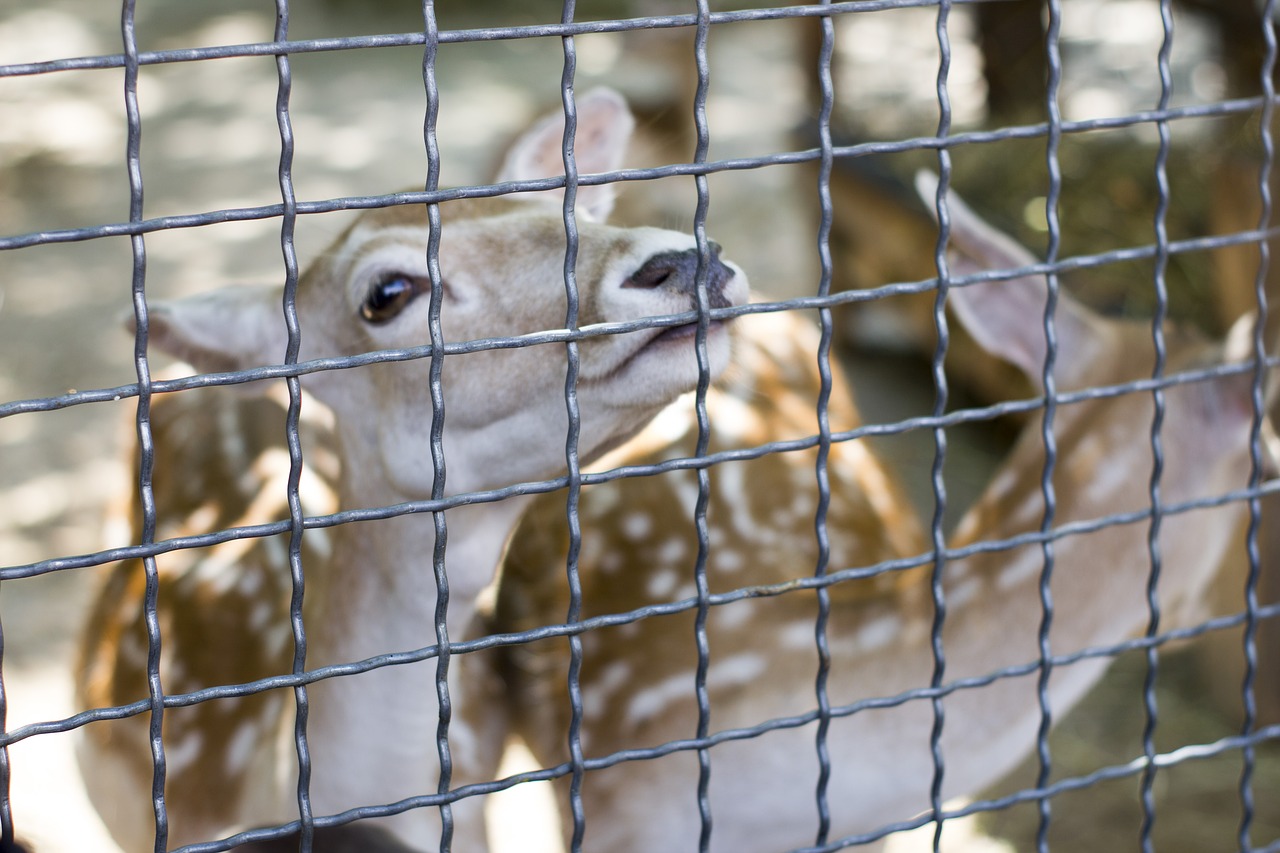 Animal zoo russian. Антилопа в зоопарке. Зоопарк Ялта. Блокадный зоопарк антилопа. Зоопарк в Ялте фото.