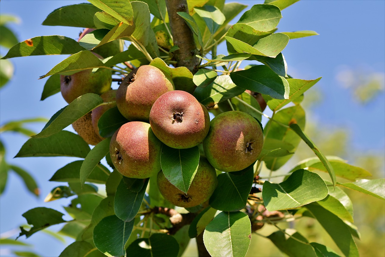 Яблоки на дереве фото