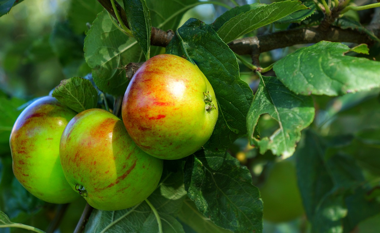 Apple england. Яблоко на английском. Яблоня на английском. Конские яблоки Англия. Яблоко кокс зелёное полосатое.