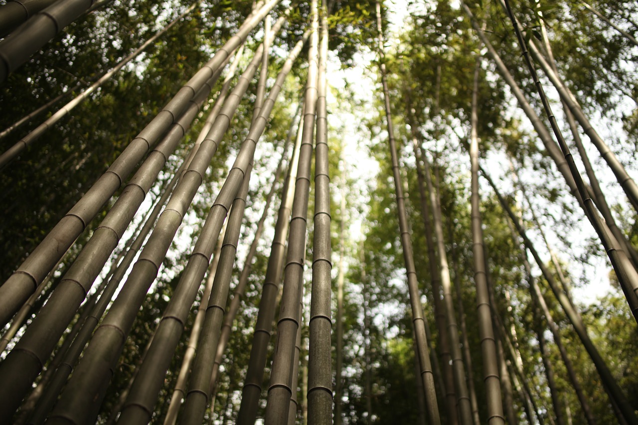 Дождь в бамбуковой роще