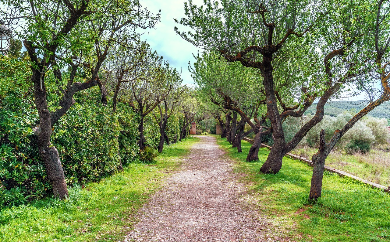 Walk tree. Гуляющее дерево. Arboleda фото. Прогулка на деревья названия. Arboledas.