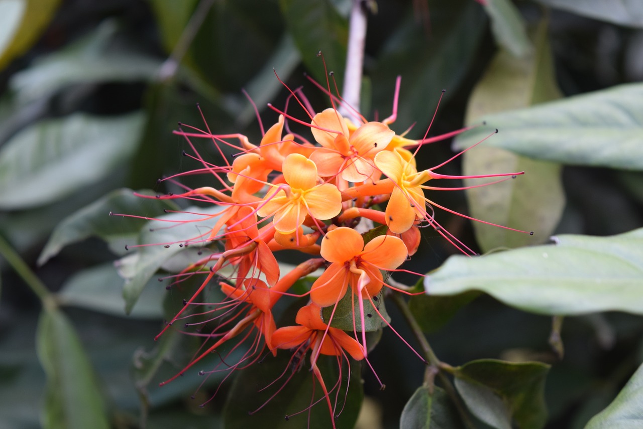 Фото indica flower