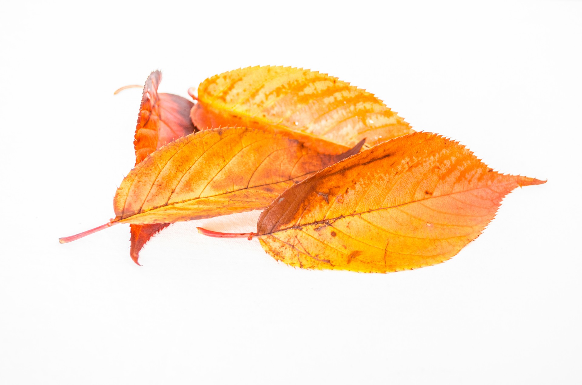 Осенние листья лежат на прозрачном фоне