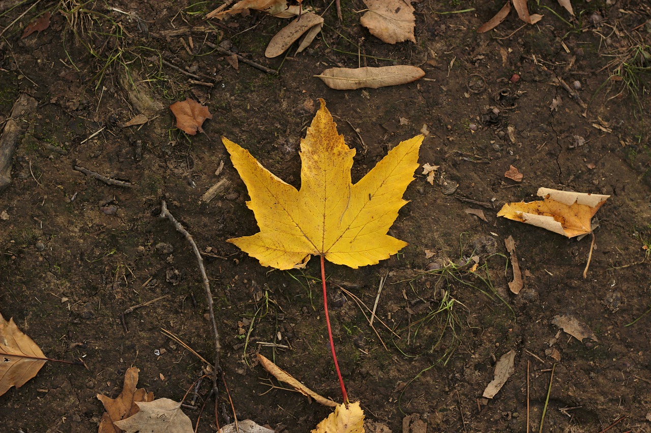 Листья в крапинку осенью