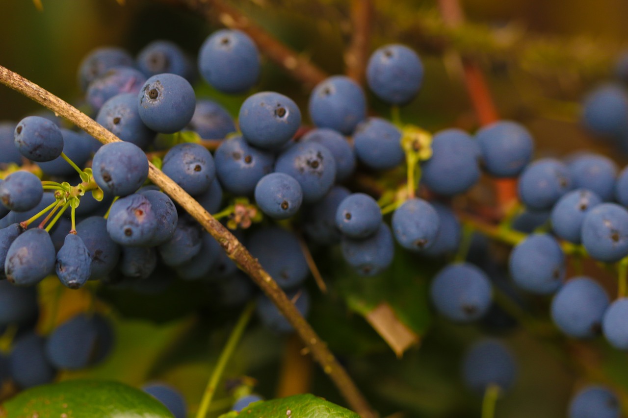 Синяя ягода кустарник как называется. Жимолость Черничка. Куст Магония голубые ягоды. Темно синяя ягода. Куст с синими ягодами.