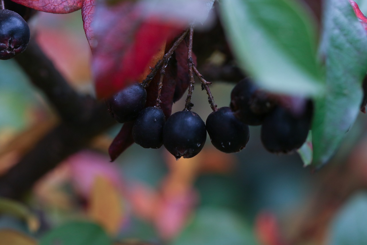 Berries leaves. Лист от ягоды. Berries and Leaf.