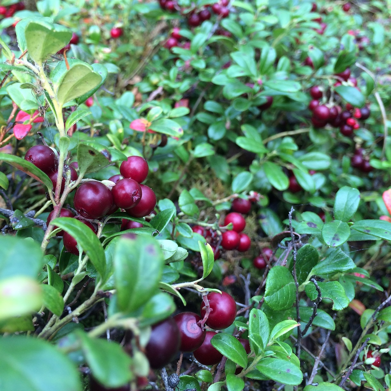 Cowberry перевод. Клюква Эрли Блэк. Клюква "Эрли Блэк" ("early Black". Лесные ягоды брусника. Брусника костяника ягода.