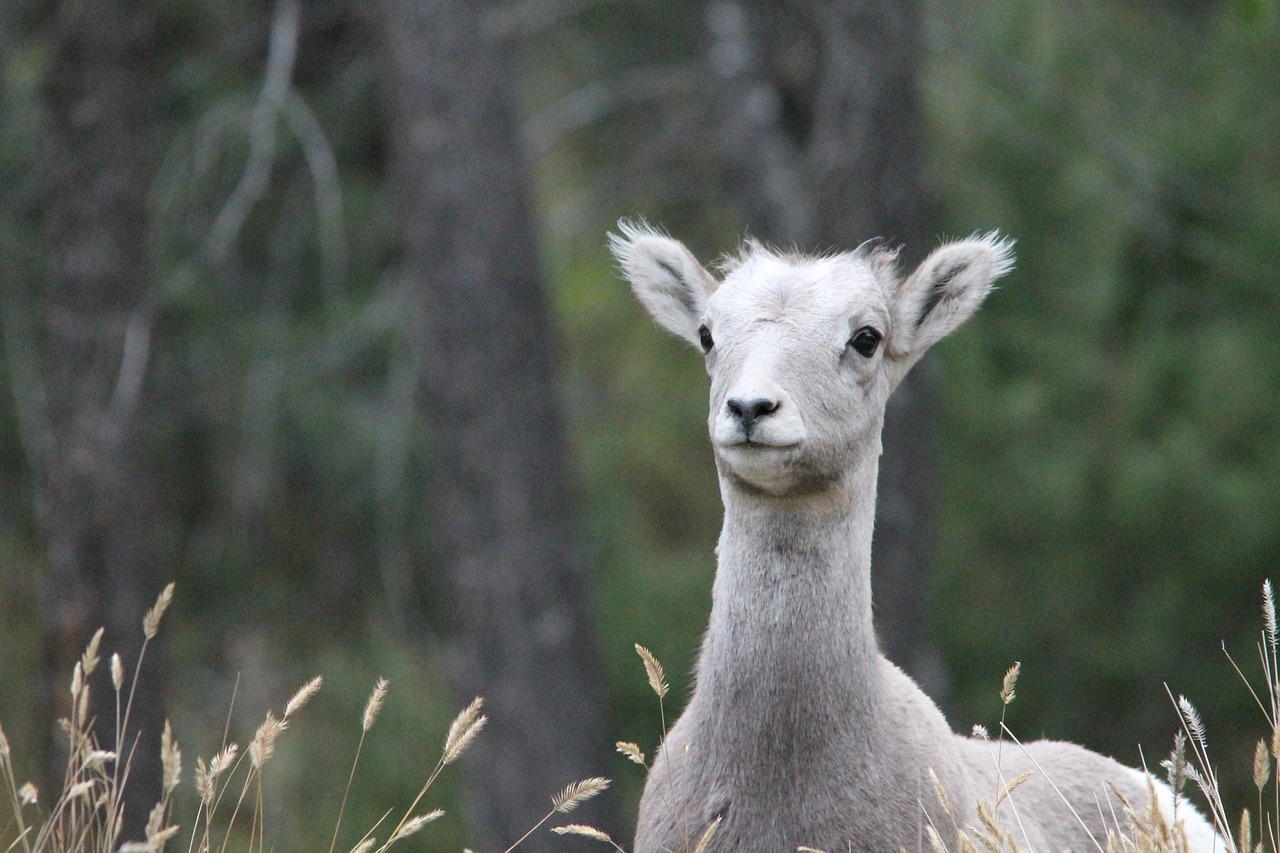 Овечка Америка. Американский баран. Lamb Horns. Sheep with Horn photos.