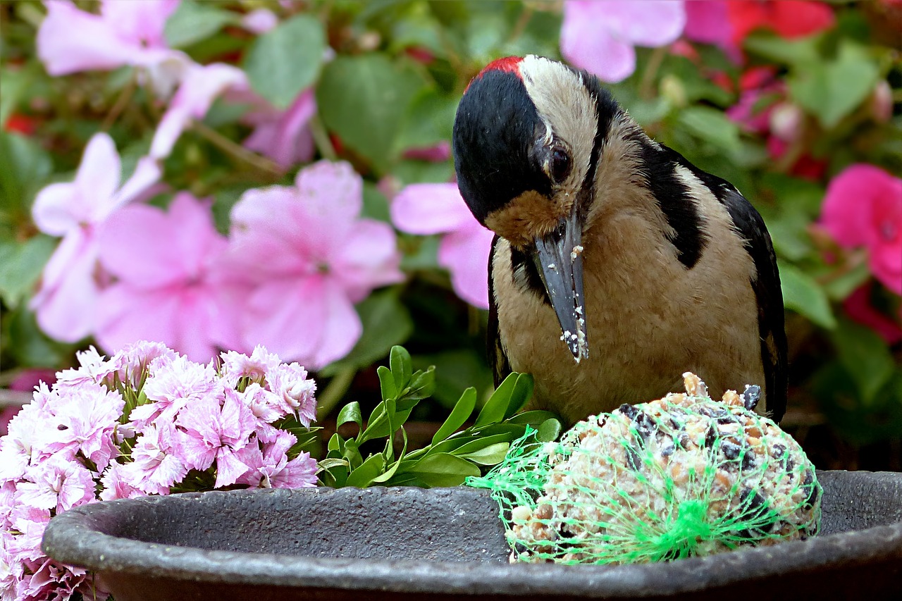 Feeding place. Great Bird.