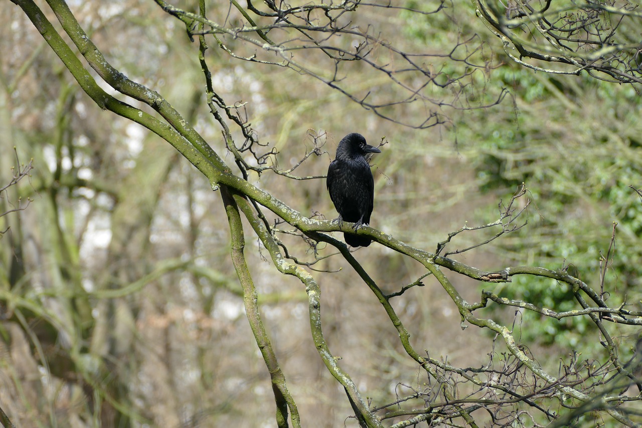 Значение в природе ворон. Wait Birdie.