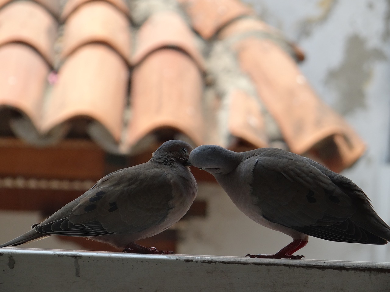 Слушать голубей. Голуби на крыше. Птицы на крыше. Голуби воркуют на крыше. Птицы на крыше дома.