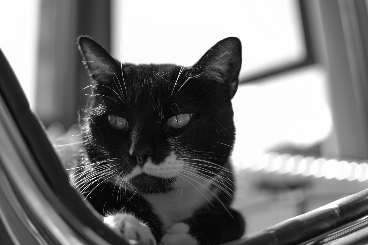 Черно белые фотографии котов