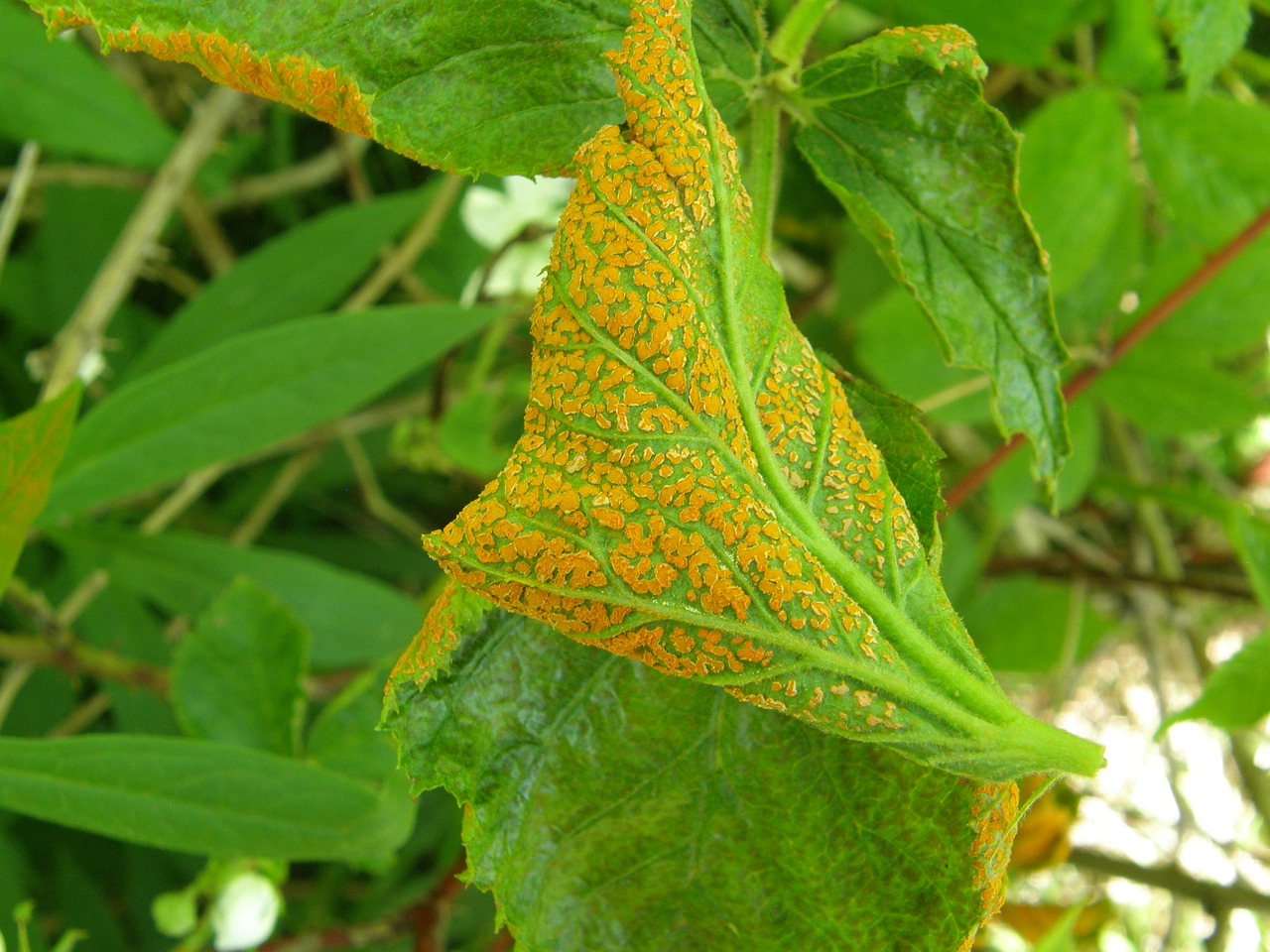 Rust in plants treatment фото 8