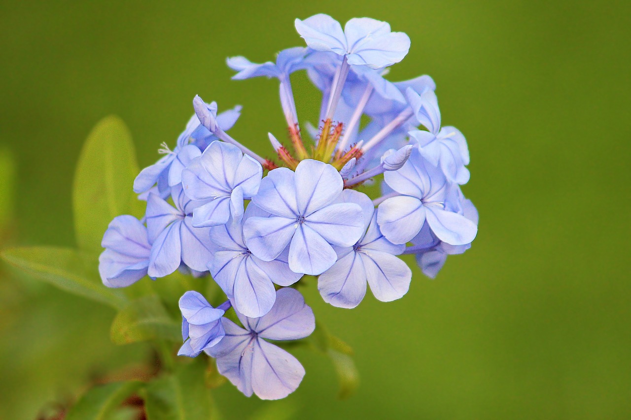 Blue blossom. Синева растение. Bloom Blossom. Blooming Blue.