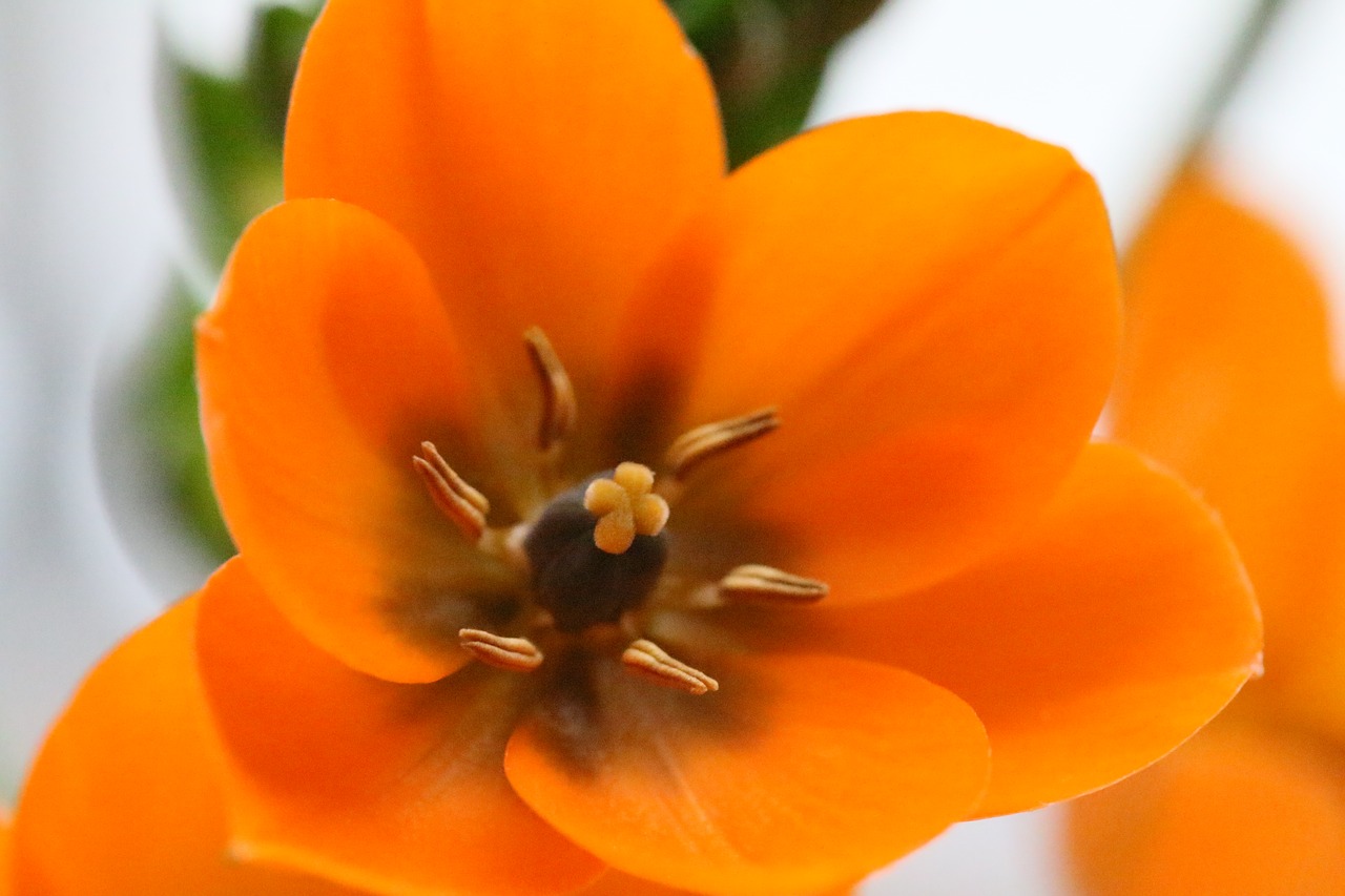 Весенние оранжевые цветы фото и названия