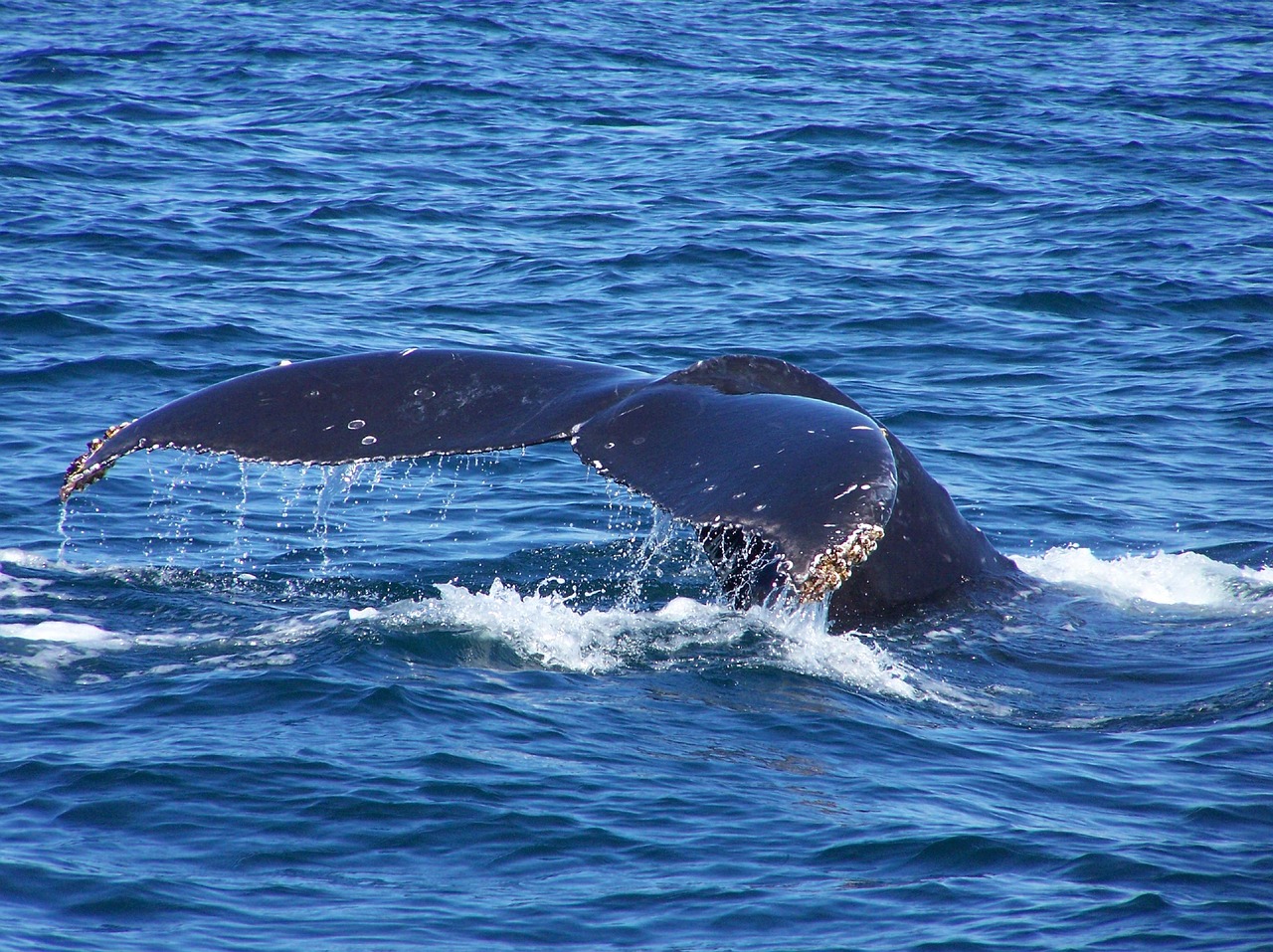 Whales water. Плавник горбатого кита. Каспийское море киты есть. Водяные киты из воды. Китта водейбл.