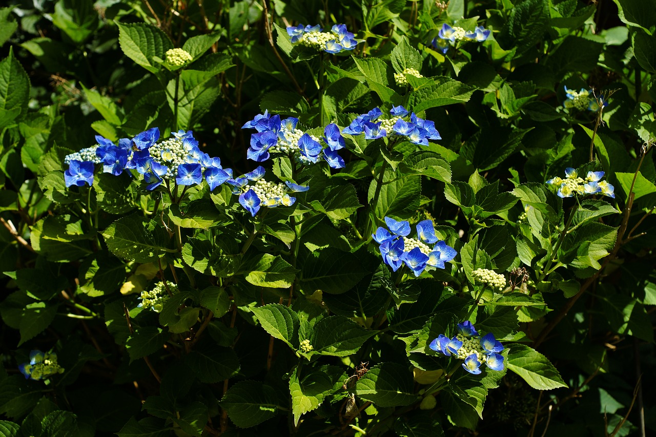 Blue blossom. Вожьякоровка синие картинки.