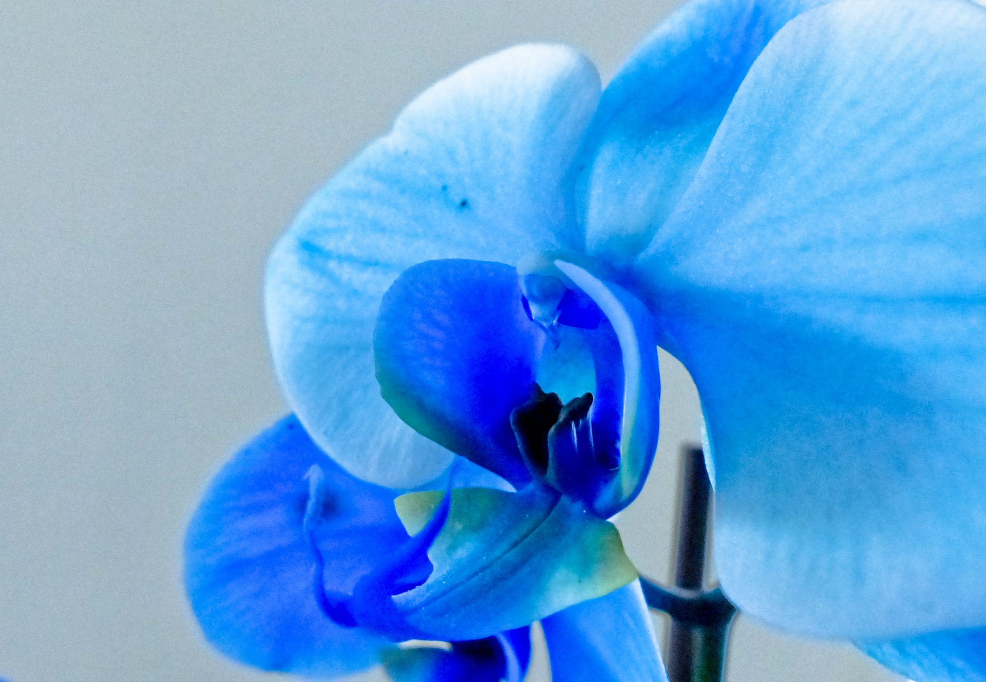 Orchid blues