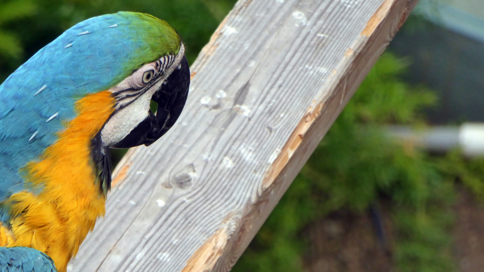 Tiger parrot. Бирюзовый ара. Попугай ара бирюзовый. Попугай голубая Панда. Попугай бирюзовый Пирурра.