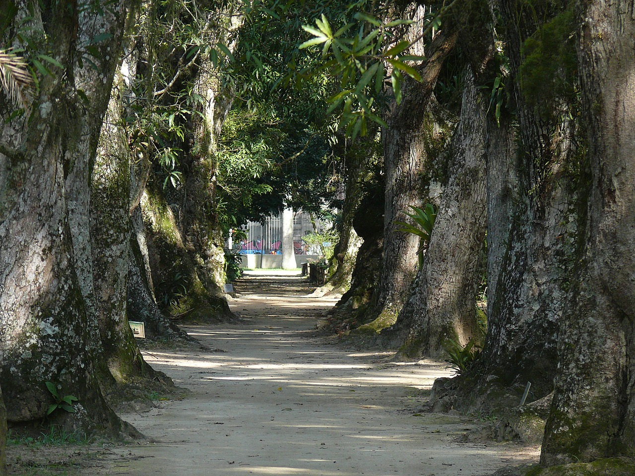 ботанический сад в рио де жанейро