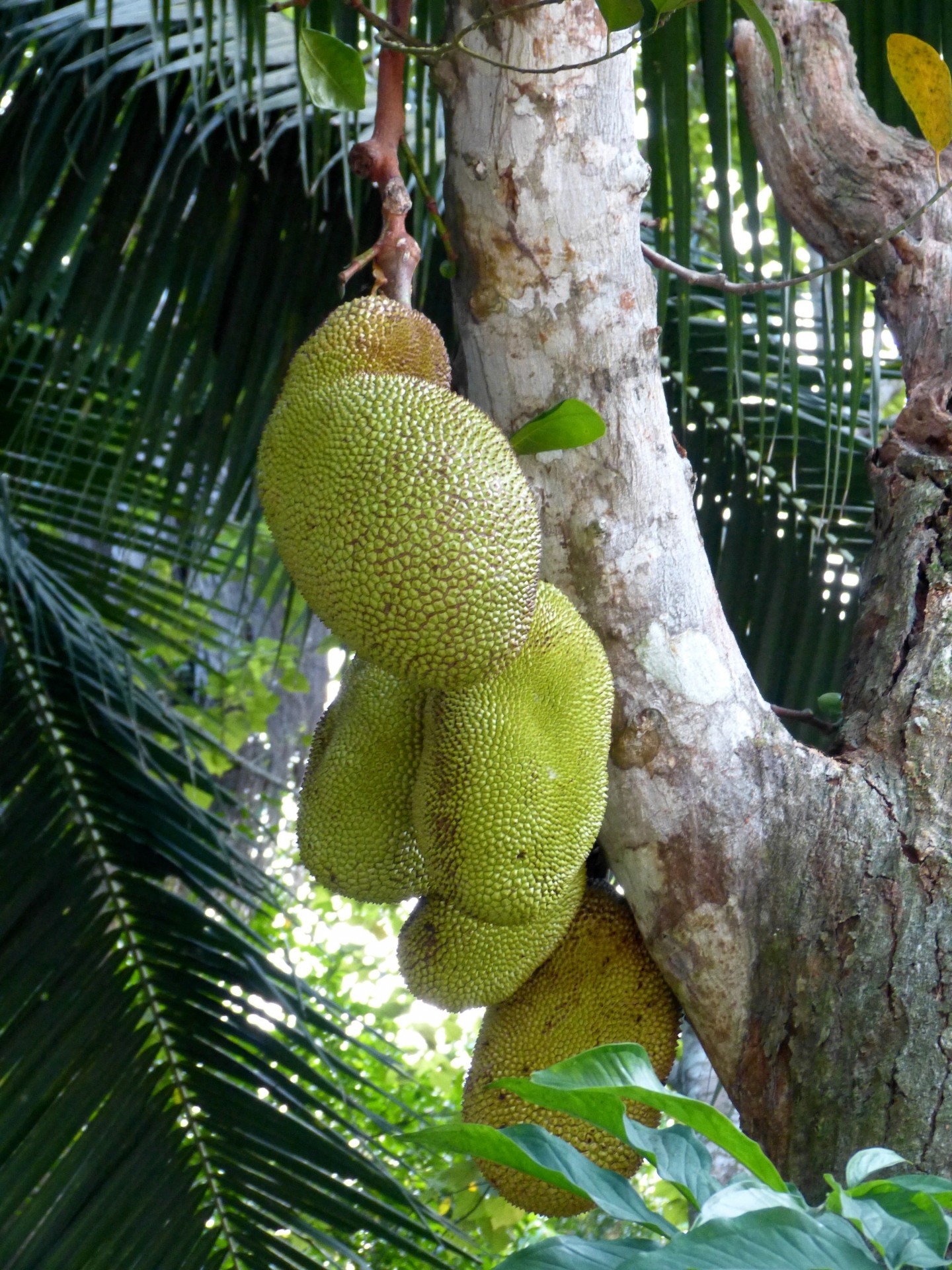 Хлебное дерево. Хлебное дерево джекфрут. Хлебное дерево (Artocarpus altilis, Breadfruit, pana). Артокарпус хлебное дерево. Уру хлебное дерево.