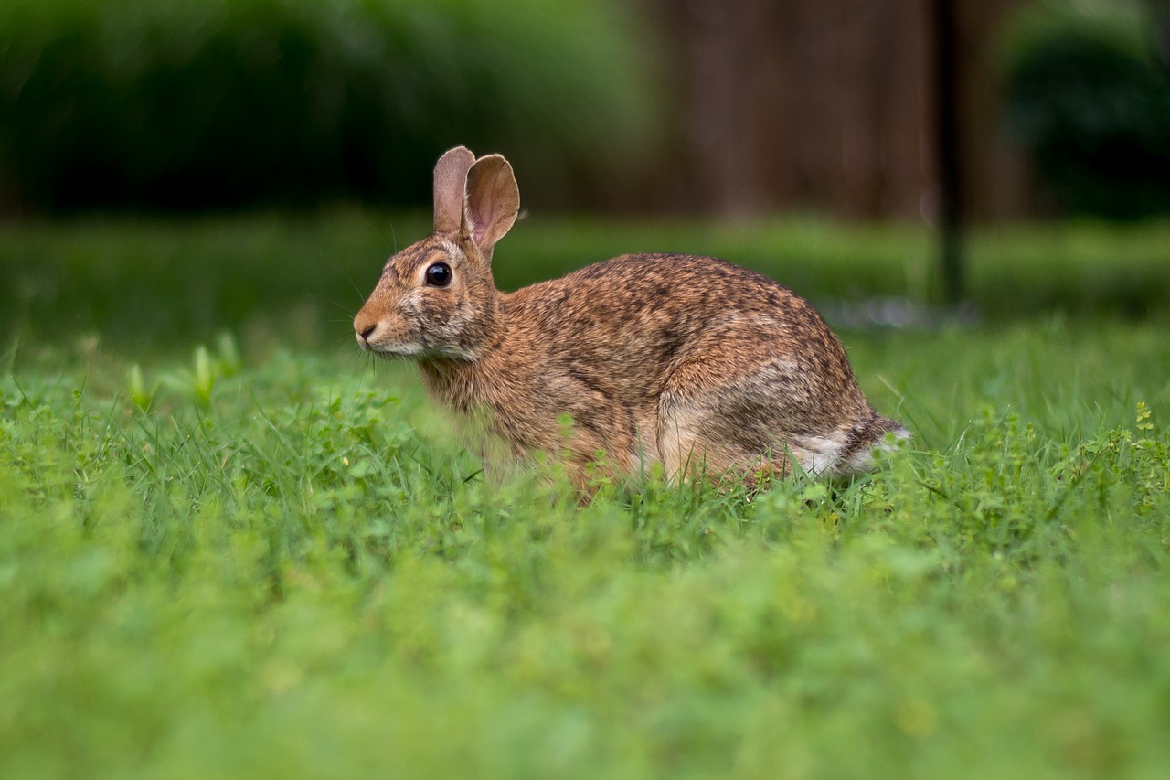 Кролик бобо фото