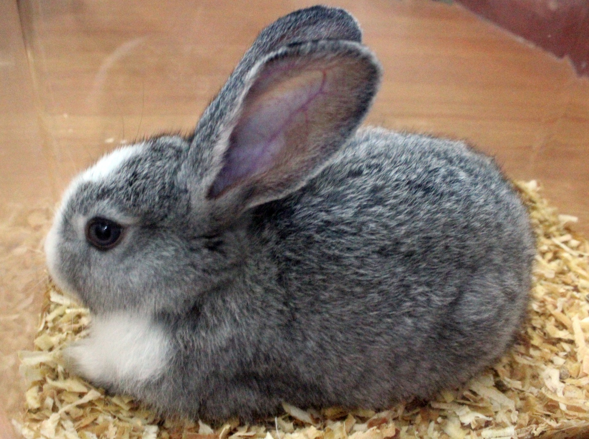 Rabbit is grey