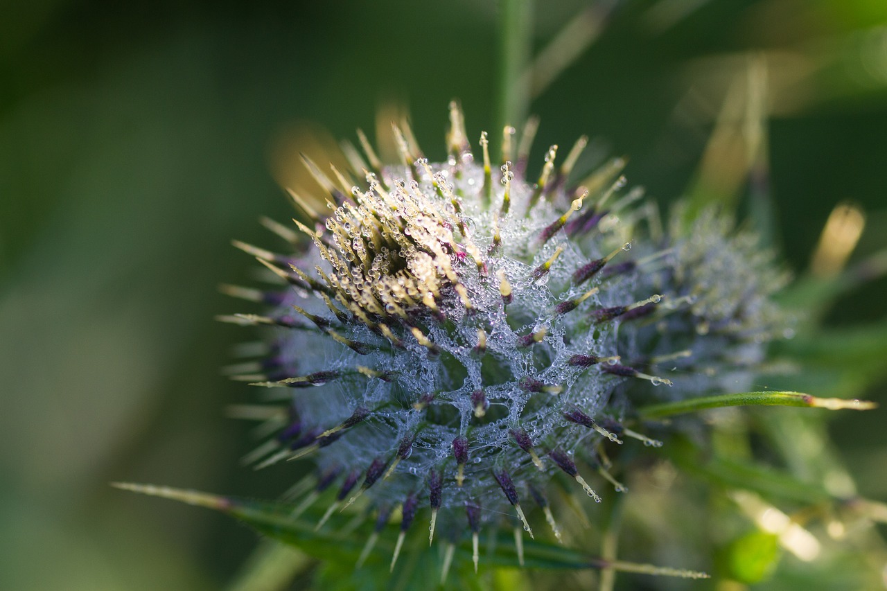 Большой чертополох. Чертополох и репейник. Чертополох макро. Burdock macro. Чертополох синий.