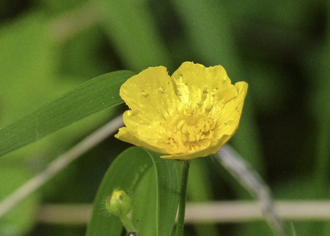 Buttercup растение