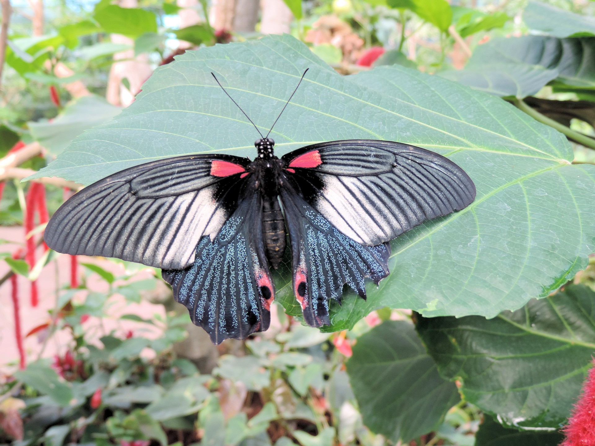 Бабочки Индонезии