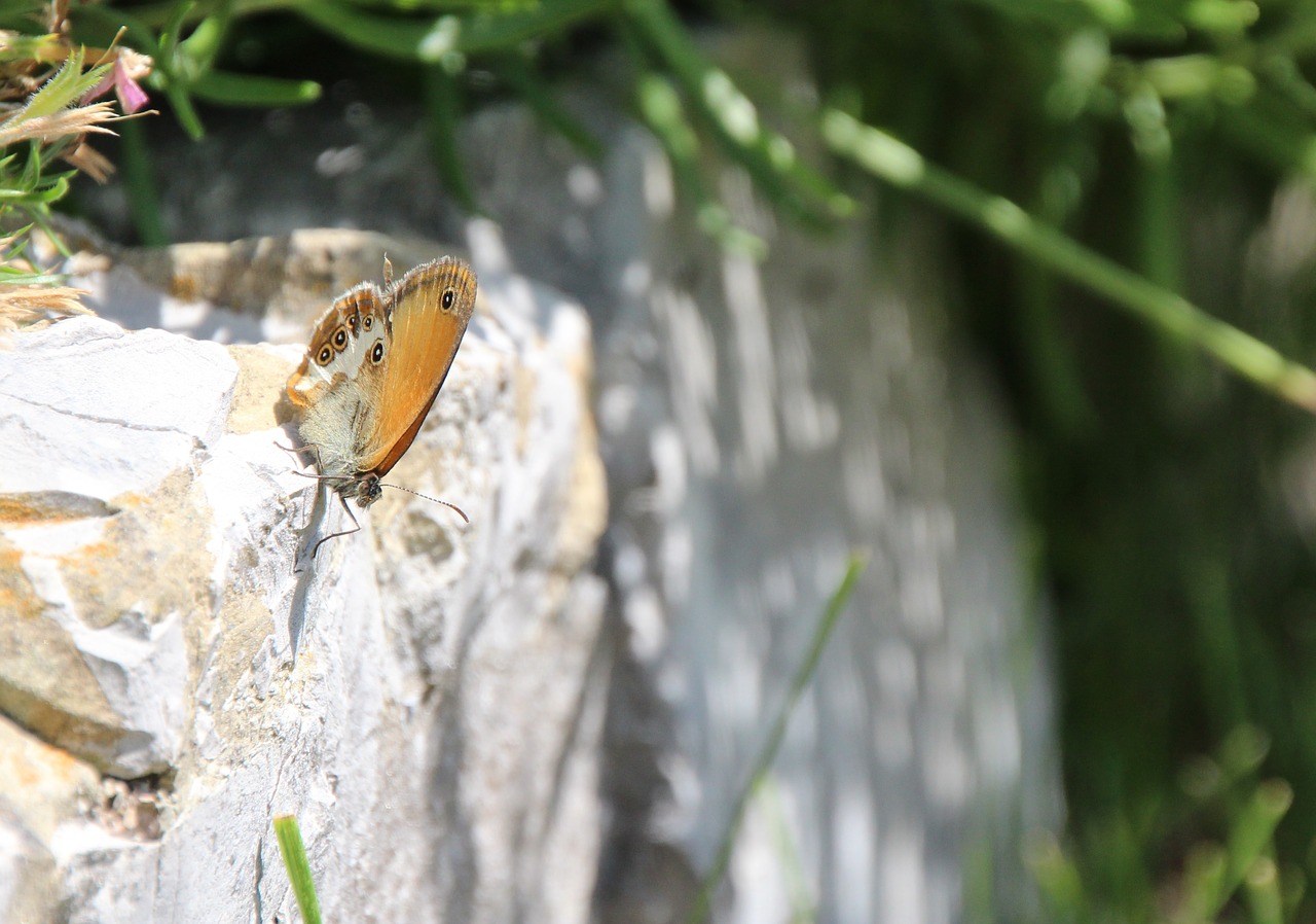 Butterfly recording