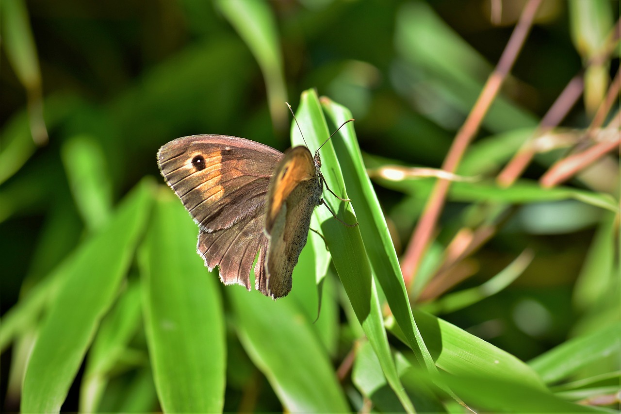 Бабочка лист. Butterfly on Leaf. Красивые фото бабочек на листве. Картинки листья бабочка.