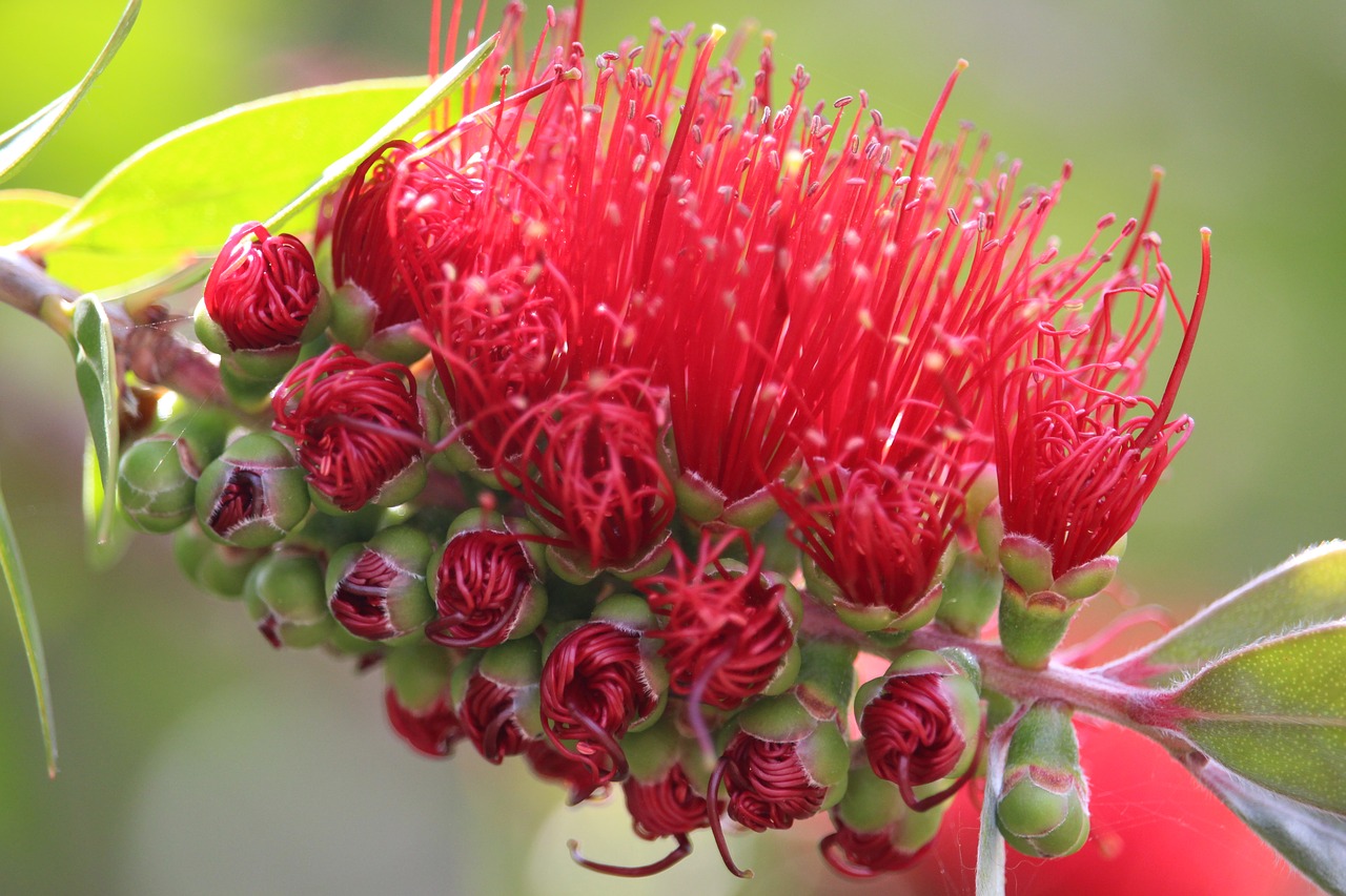 Австралийские Цветы
