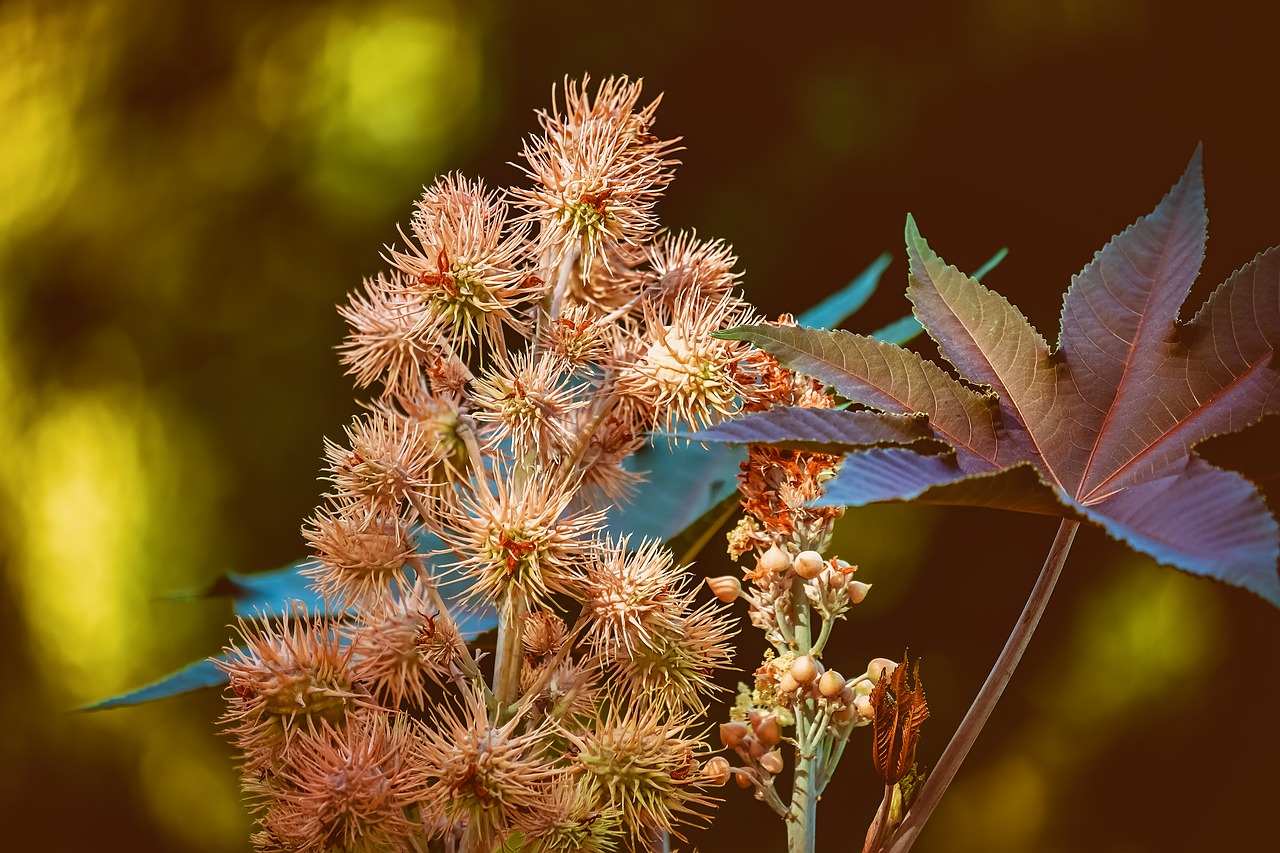 Клещевина. Клещевина обыкновенная. Клещевина Ricinus communis. Клещевина обыкнове́нная (Ricinus commúnis). Клещевина обыкновенная гербарий.