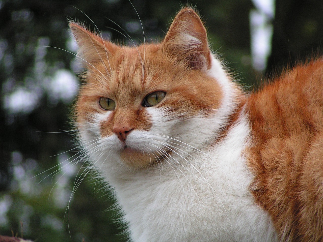 Красная кошка. Красный кот. Оранжевый носик у кошки. Коты с оранжевым носом.