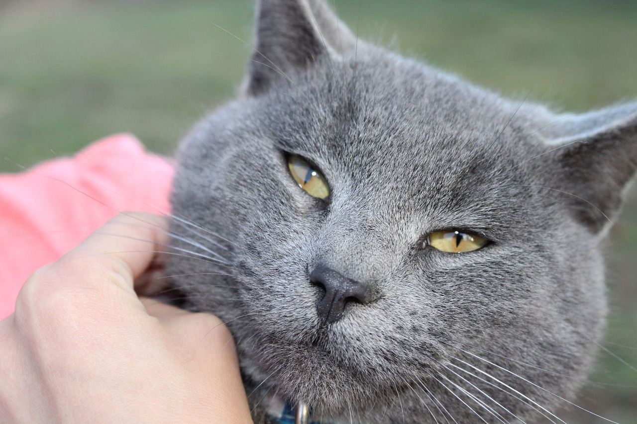 Кошка серого цвета. Кот серый. Серый дымчатый кот. Британский дымчатый кот с желтыми глазами. Кот стального цвета.