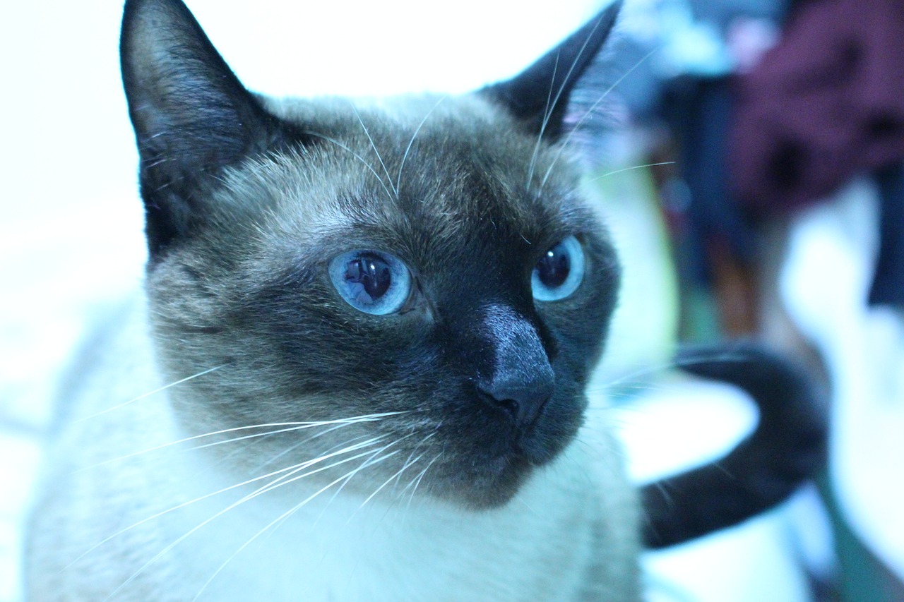 Сиамский голубой кот