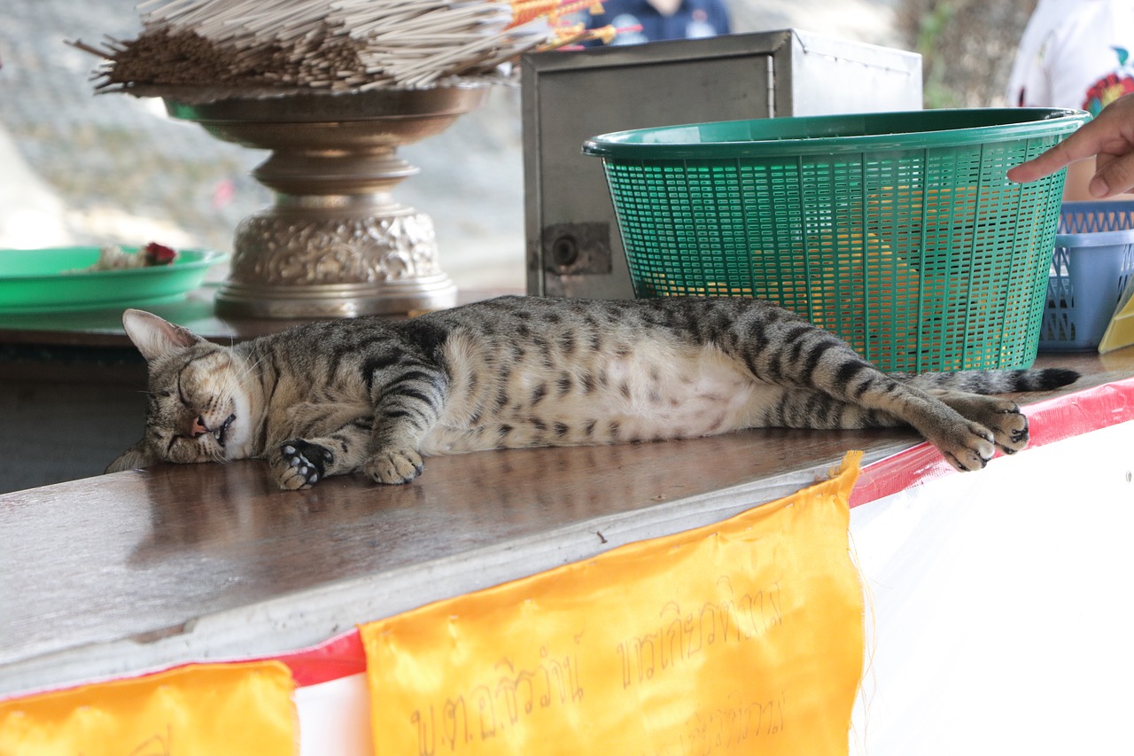 Кошки в тайланде. Кошка из Тайланда. Кошки в Тайланде фото. Кошки в Тайланде Священные.