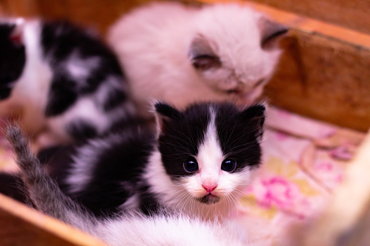 Baby kitten фото