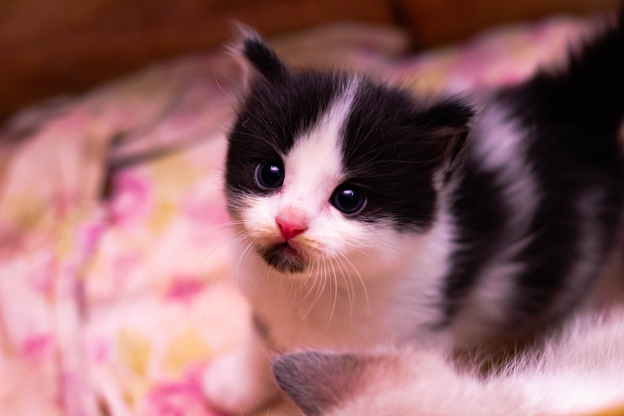 Baby kitten фото