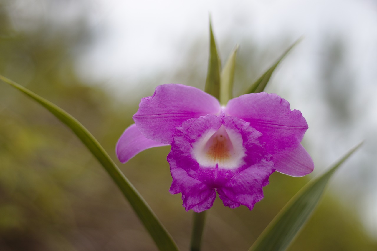 Каталея. Каттлея. Cattleya Flower. Каттлея Трианы (Флор-де-Майо). Каттлея крупноцветковая.