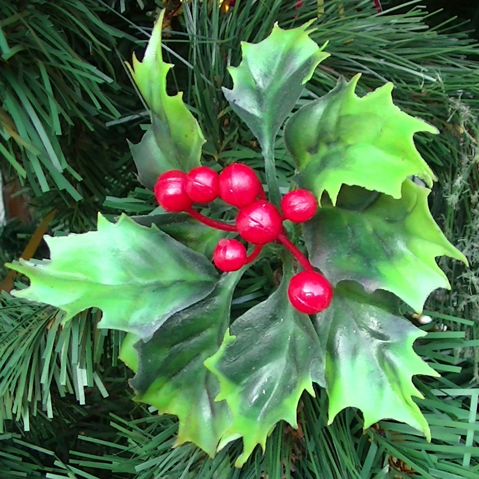 Holly tree