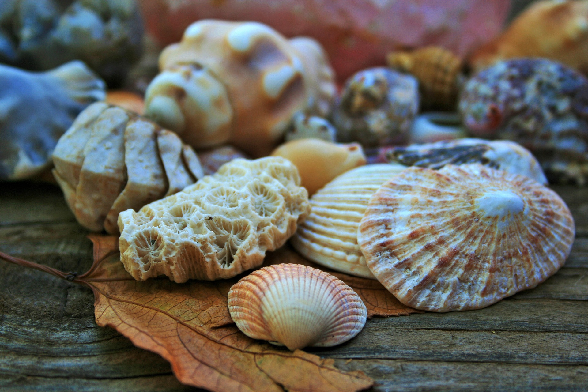 Морские раковины. Limpets моллюски. Ракушки. Редкие ракушки. Морские раковины и кораллы.