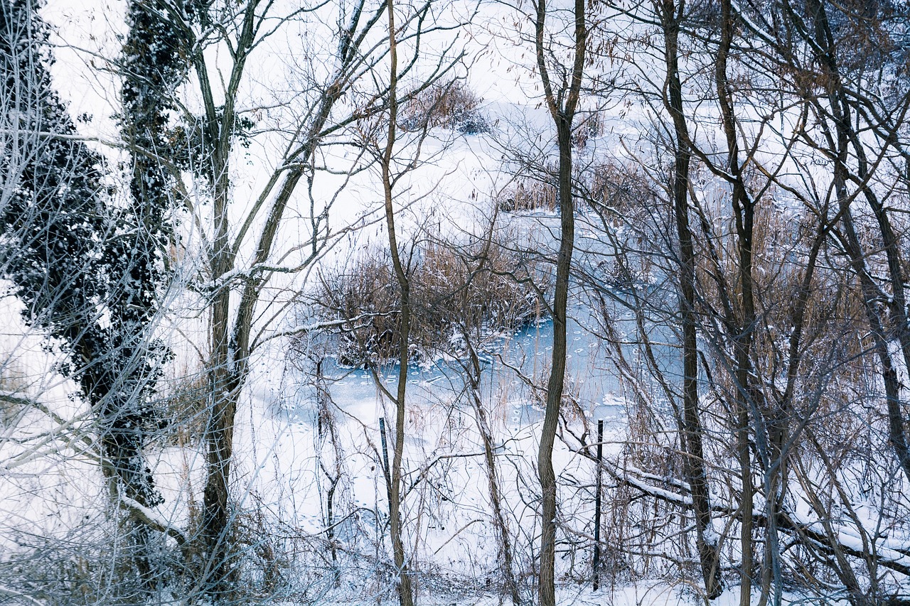 Cold frost. Роща замороженный. Холод зима заморозки. Зима холодная и контрастная. Мороз небо ледяной.