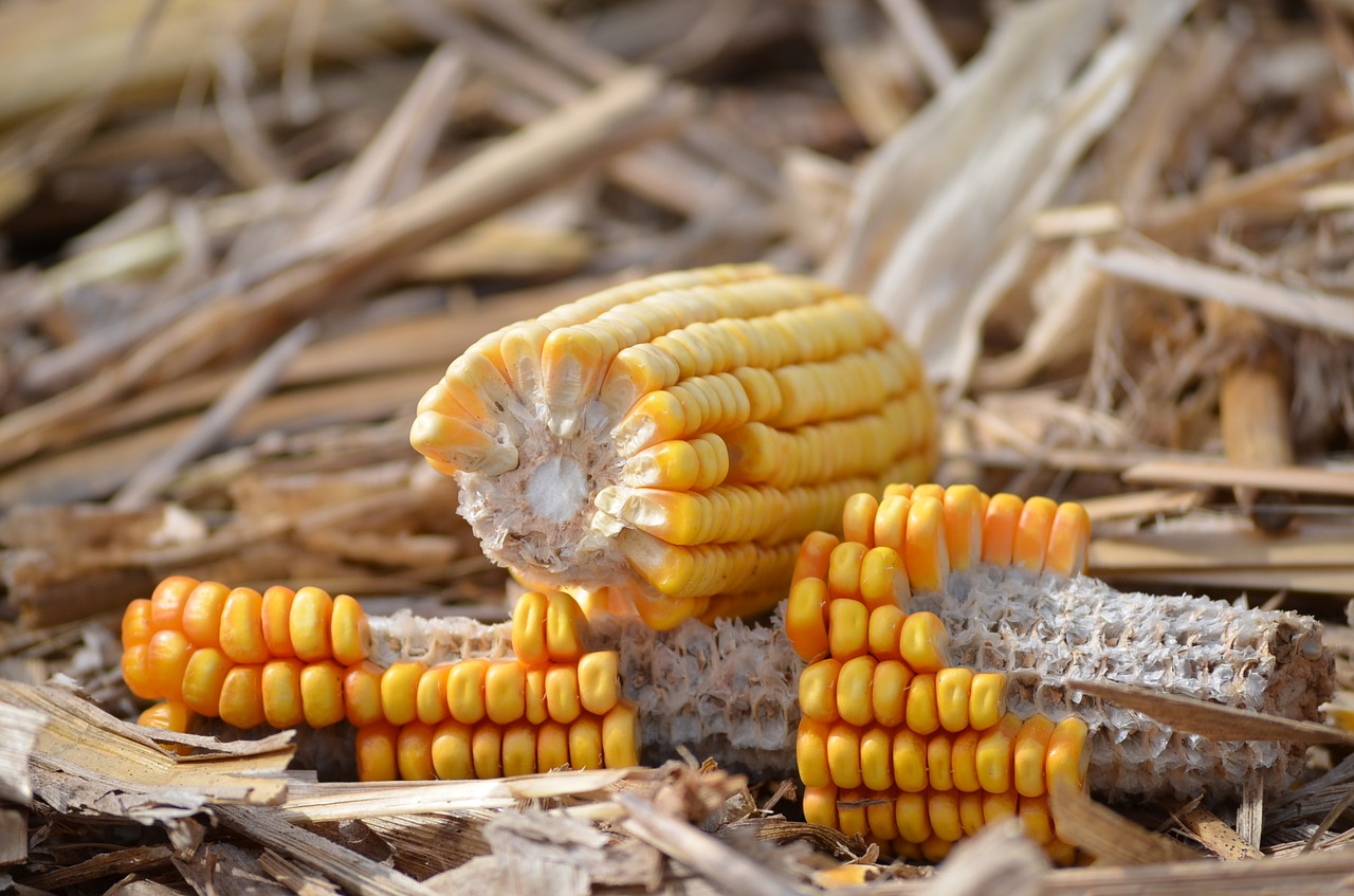 Кукурузные початки и снопы пшеницы на Хэллоуин